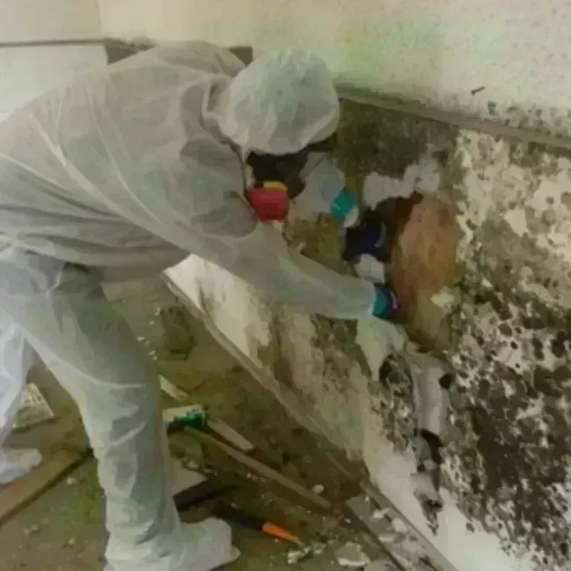 Mold Remediation and Removal in Decatur, TX